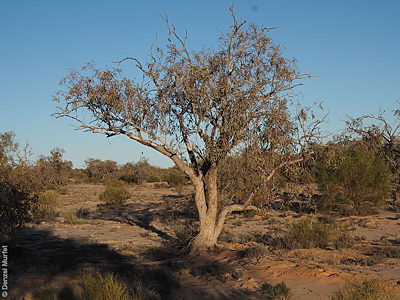Eucalyptus coolabah p Denzel Murfet Balta Baltana Creek